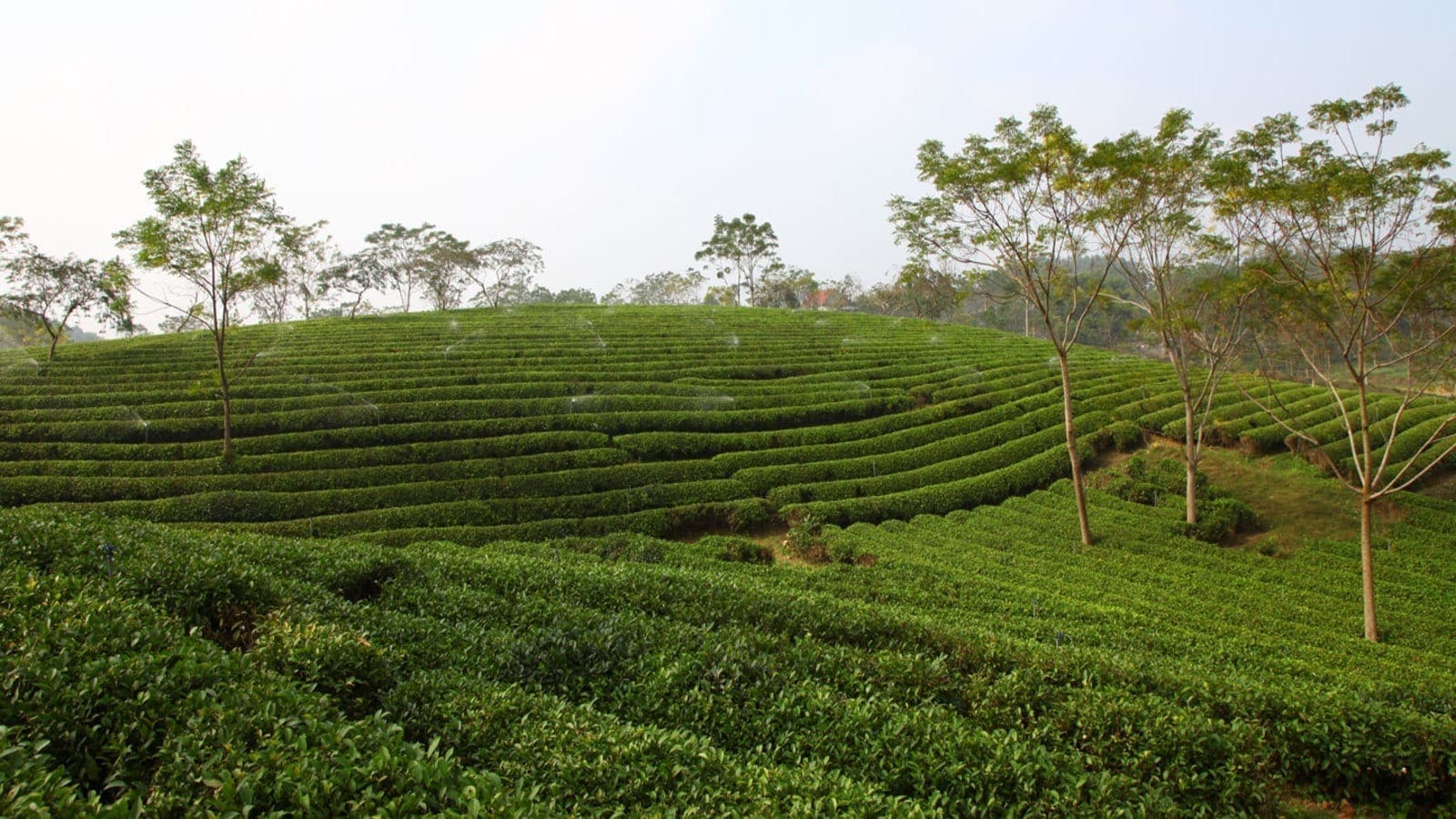 Thumbnail for IFAD launches US$500M fund to channel climate finance to smallholder farmers
