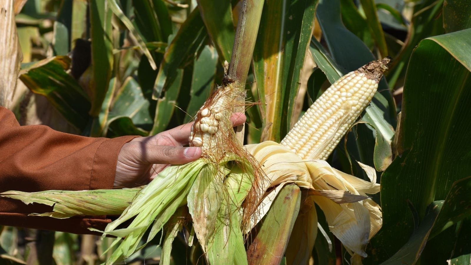 Thumbnail for Africa to combat maize lethal necrosis with adoption of resistant seed varieties