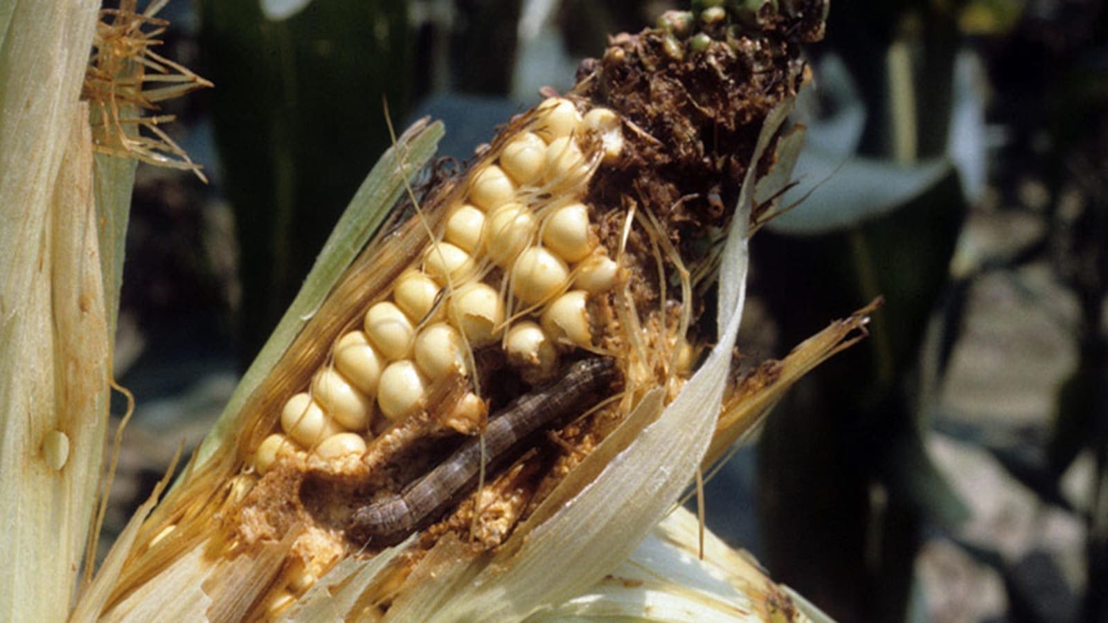 Thumbnail for GAIL subsidiary of FMN Group becomes exclusive distributor of AgBiTech’s Fall Armyworm biological control tool