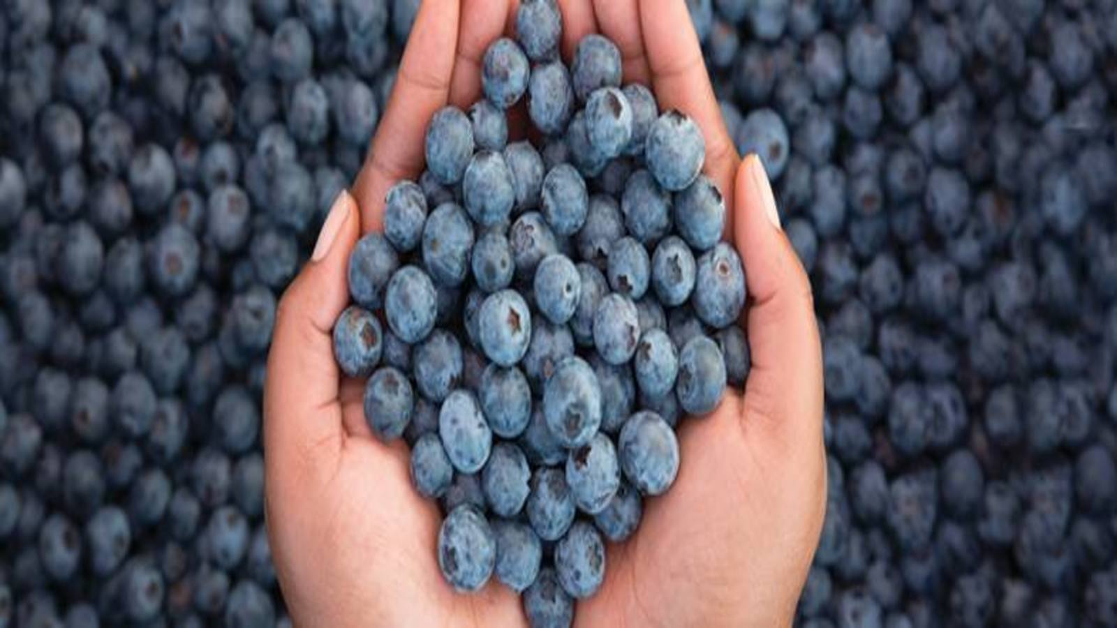 Thumbnail for South Africa’s expansive blueberry orchard United Exports gets US$3.6m support from IFC, FMO