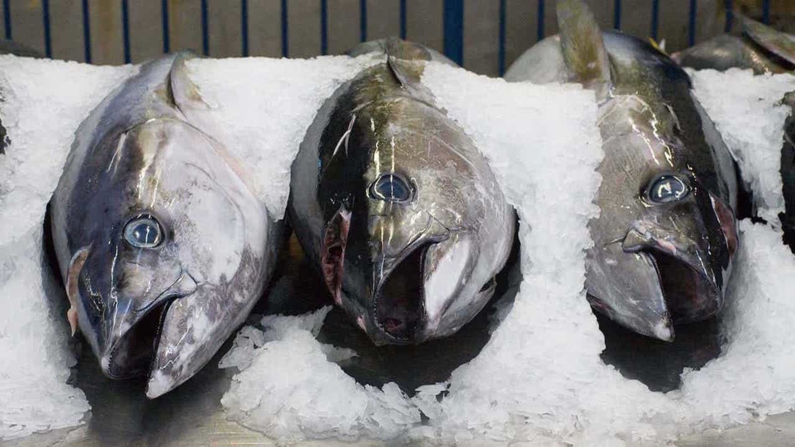 Thumbnail for Seychelles demarcates area solely for fish processing