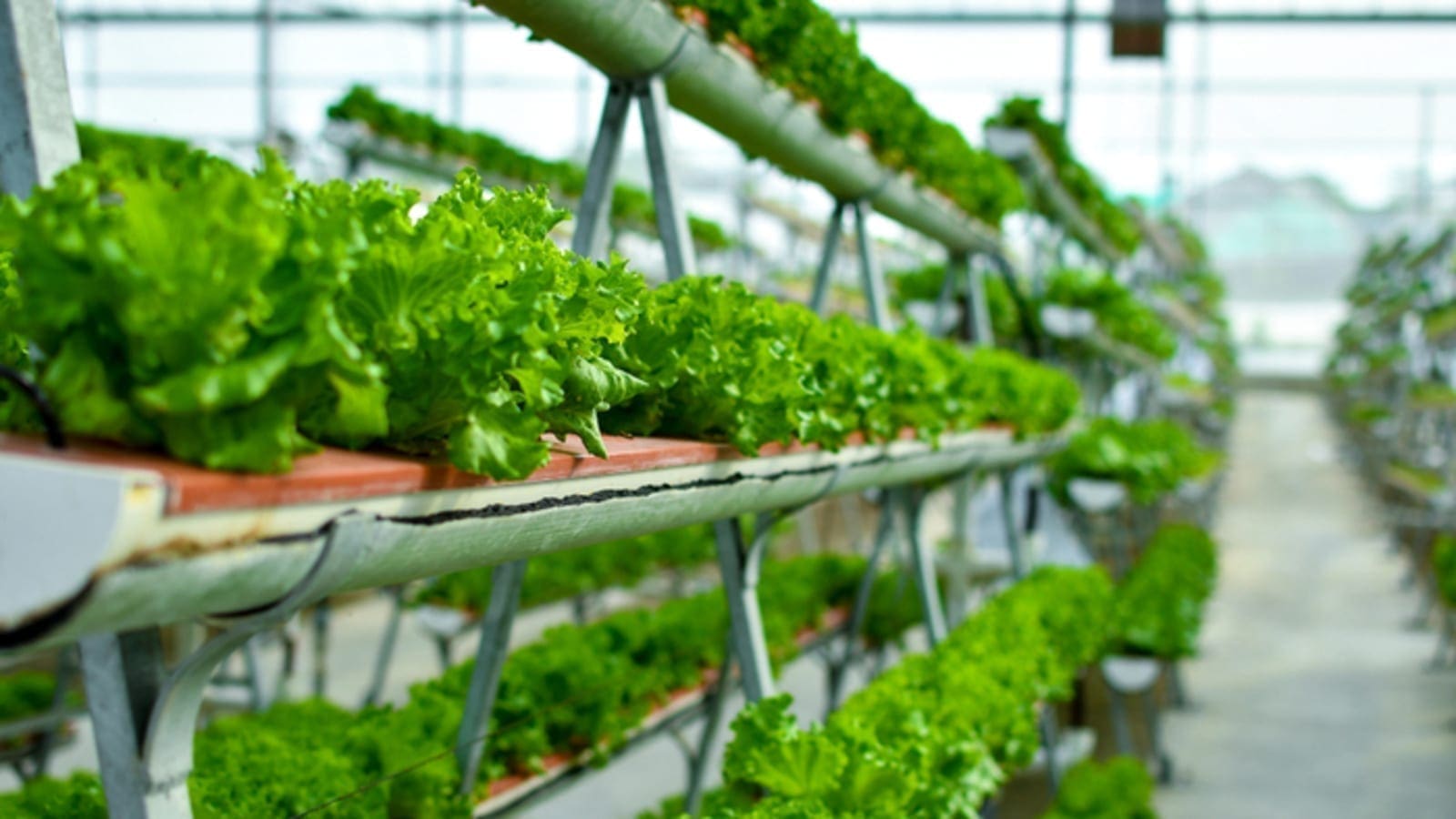 Thumbnail for Vertical Future partners GreenBridge to accelerate the deployment of vertical farms across the Middle East