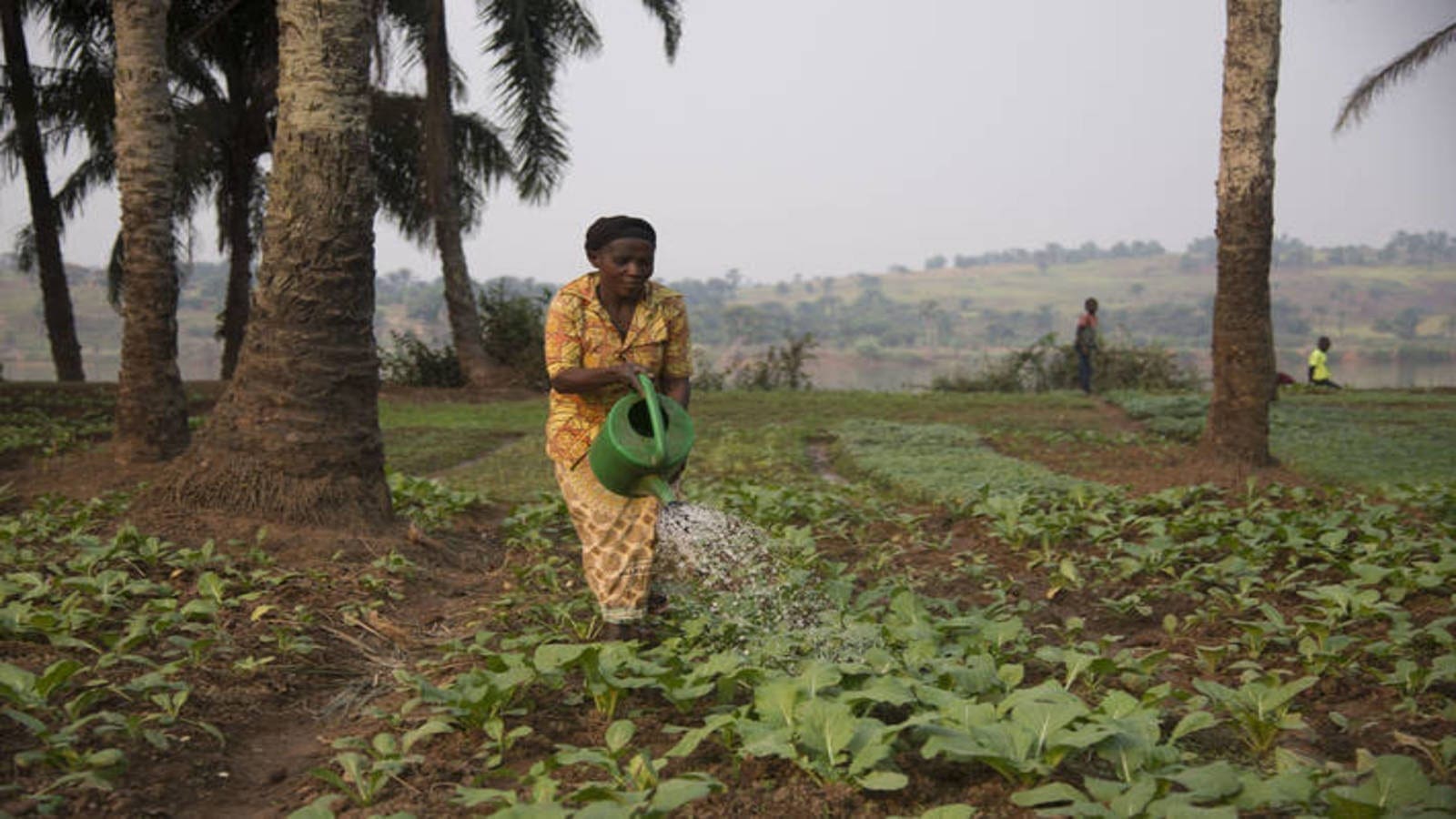 Thumbnail for FAO welcomes US$48.4m from Germany to help farmers withstand unprecedented shocks