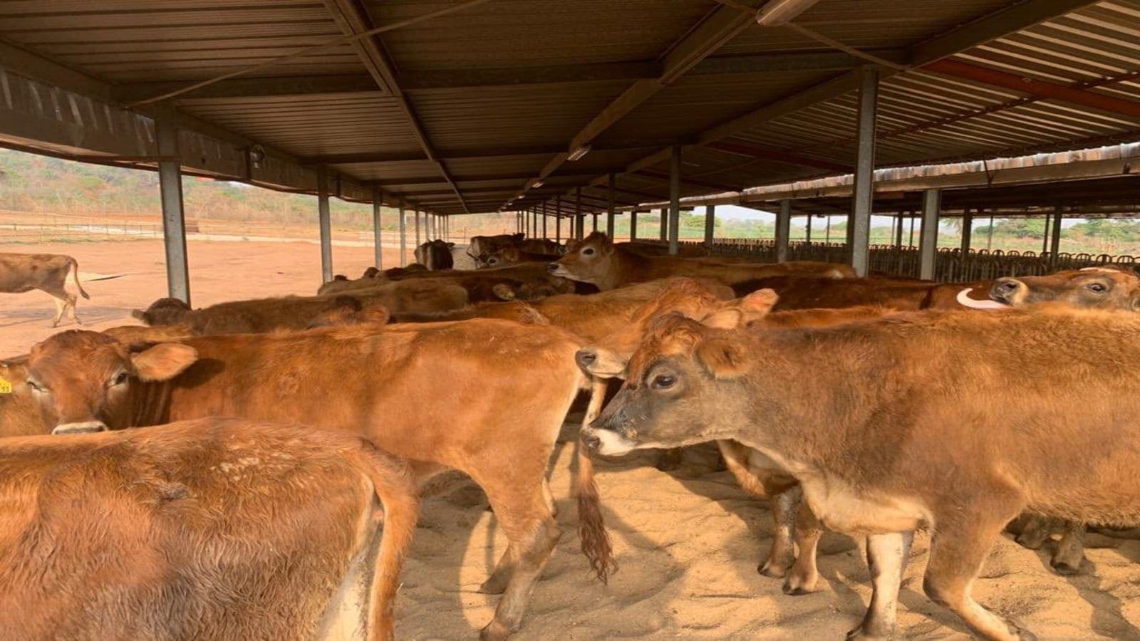 Thumbnail for Promasidor imports improved cow breeds to spearhead growth of US$5m Ikun Dairy Farm venture