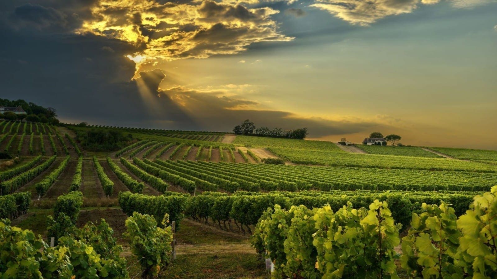Thumbnail for AgVentures buys into South African online farmer marketplace Skudu