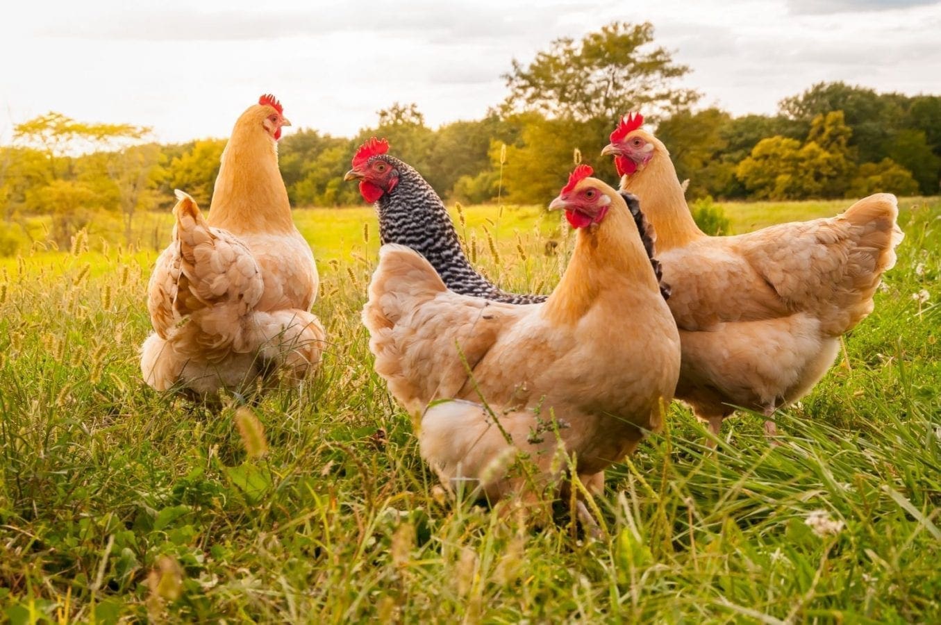 Thumbnail for Symrise creates chicken solutions that meet the rising demand for ethical food and drinks
