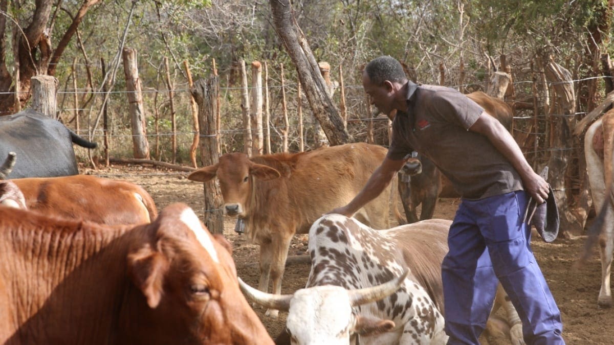 Thumbnail for EU invests US$5.9M in Zimbabwe’s climate-smart livestock production