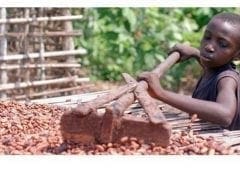 Thumbnail for Olam Food Ingredients establishes systems to rid cocoa supply systems of child labour and deforestation
