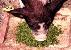 Thumbnail for Producer of organic animal feed in Zimbabwe MoFeed Africa Organic Solutions seeks US$1.5m for expansion