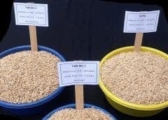 Thumbnail for East Africa’s rice sector slated for growth following collaboration among industry players