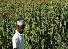 Thumbnail for Tanzania, IFAD launch US$77.4m project to boost productivity, build resilience of small-scale farmers
