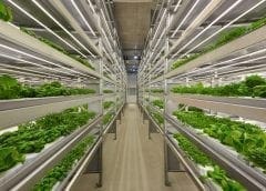 Thumbnail for Food safety certification for indoor-grown leafy greens launched