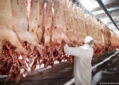 Thumbnail for US Court orders slowing down of pork line speeds citing worker safety