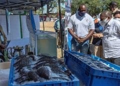 Thumbnail for Mozambique, IFAD launch US$49m aquaculture project to boost sector