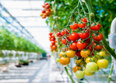Thumbnail for AppHarvest secures US$75m investment from Rabobank as AAK signs US$476m sustainability linked credit facility
