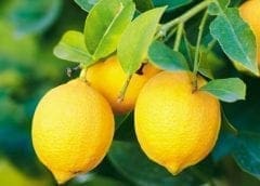 Thumbnail for South Africa enters lucrative Chinese lemon market expanding bullish citrus sector