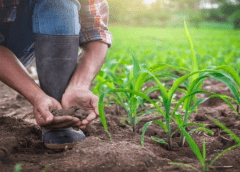 Thumbnail for Kellogg’s helps more than 440,000 farmers adopt sustainable farming practices
