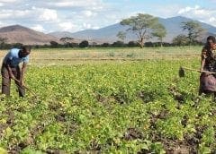 Thumbnail for IFAD to support Tanzanian farmers increase productivity, gain market access to ensure food security