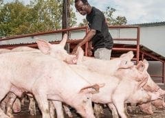 Thumbnail for Zambeef offers lucrative prices to Zambian pig farmers to boost production, pork supply