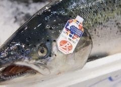 Thumbnail for Scottish Sea Farms stregthens position in UK salmon market with acquisition of Grieg Seafood Hjaltland