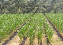 Thumbnail for Barry Callebaut partners Nestlé, Proforest to promote sustainable practices in coconut farming