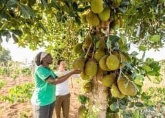 Thumbnail for Uganda’s pioneering organic farm AMFRI clinches US$1.5m investment from Pearl Capital managed fund