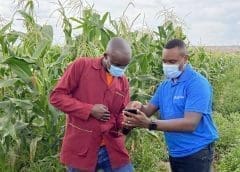 Thumbnail for US based Corteva Agriscience launches digital agronomic farmers guide in Kenya