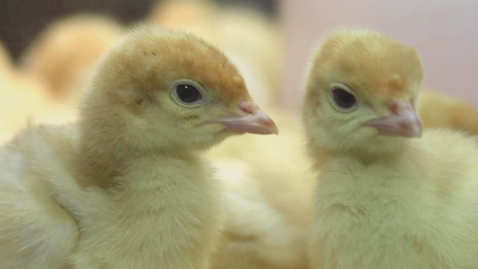 Thumbnail for NEOGEN, Hendrix Genetics partner to introduced improved poultry stock breeds in Africa