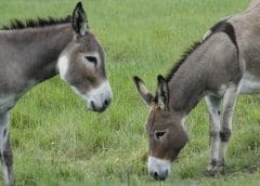 Thumbnail for Chinese donkey processing company recommences operations in Ethiopia after 7 years of closure