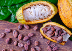 Thumbnail for Nigerian agribusiness company Johnvents Industries inaugurates US$36m cocoa processing facility