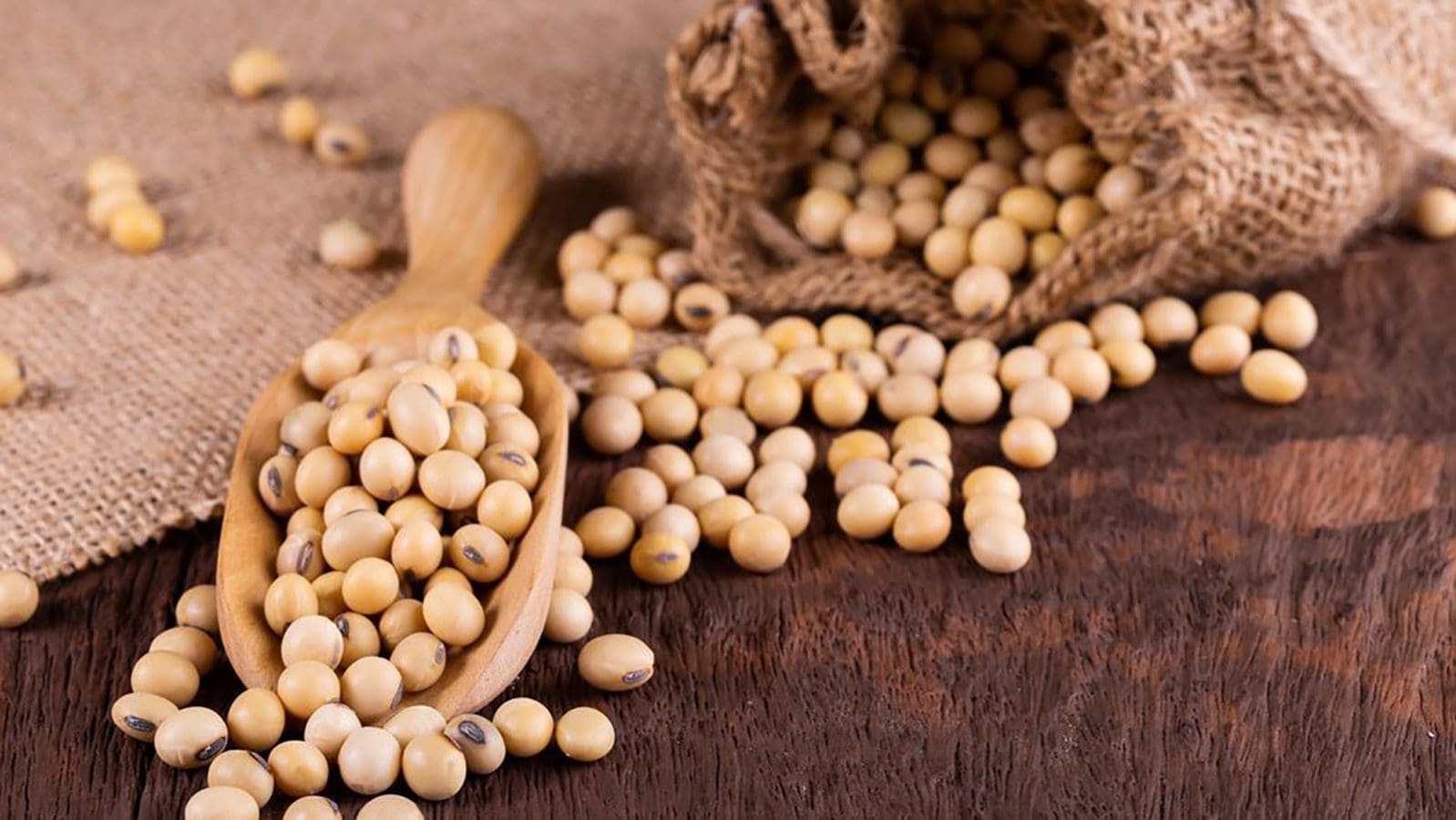 Thumbnail for IITA, Yara launch soyabean project in Ghana to boost local production
