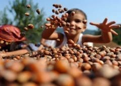 Thumbnail for Olam Food Ingredients launches campaign to enhance sustainability in hazelnut supply chain