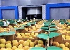 Thumbnail for Ariston disposes half of its ownership in Claremont Orchards in US$2 million deal