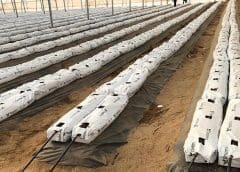 Thumbnail for Namibian PE firm Eos Capital acquires minority stake in Cherry Irrigation through agriculture focused fund