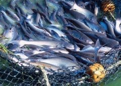 Thumbnail for Australia makes seafood country of origin labelling mandatory for hospitality businesses