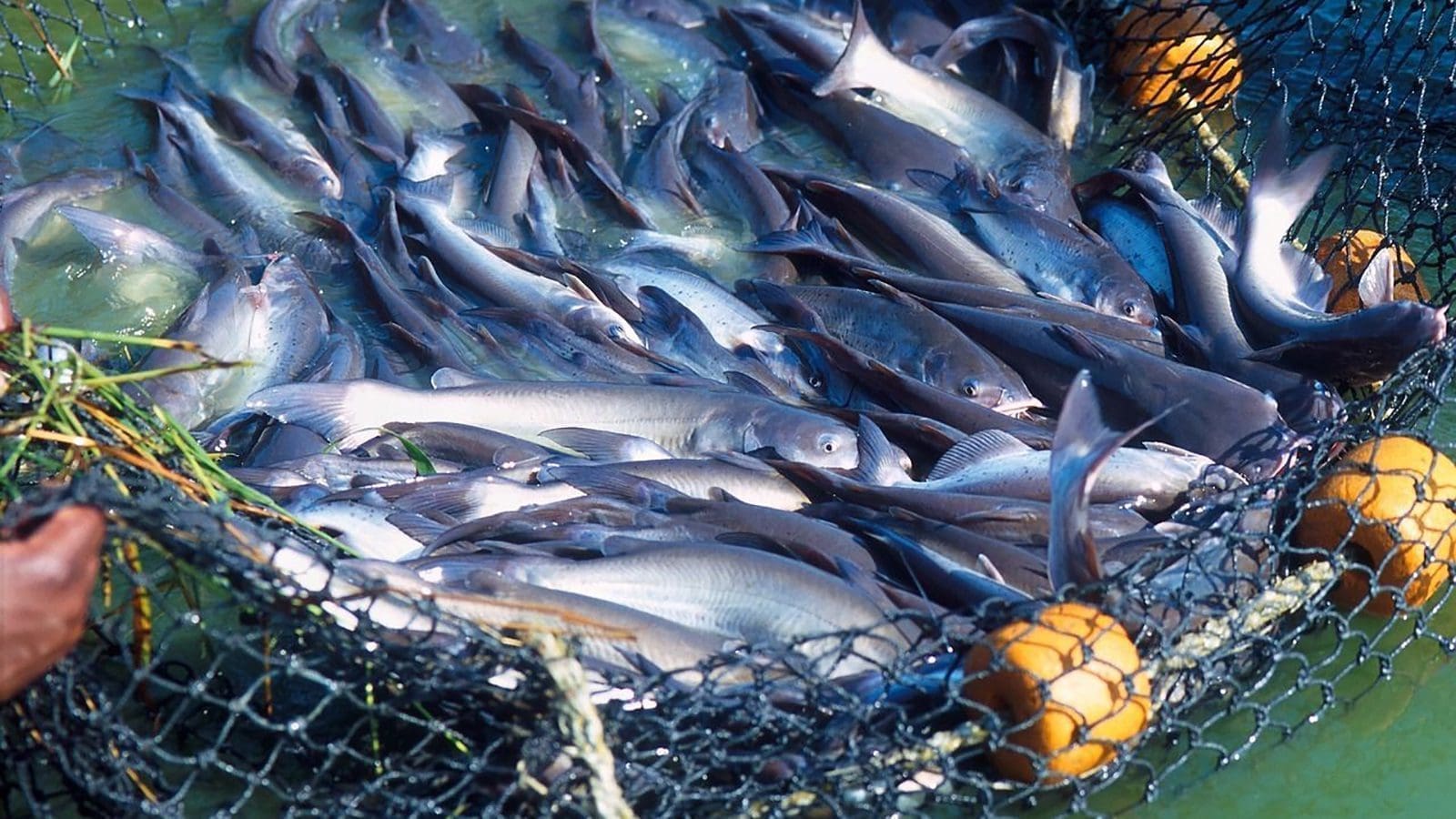 Thumbnail for China launches Xinhuan No. 1 offshore aquaculture platform in Hainan