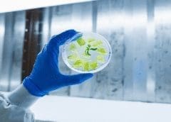 Thumbnail for Tobacco plant shows potential to drive down cost of cultivated meat production 