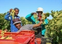 Thumbnail for Norfund backs expansion of SA based dried fruit, nuts processor Redsun with US$8m equity investment