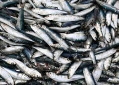 Thumbnail for Kenyan university researchers receive grant from EU to boost production of silver cyprinid