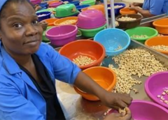 Thumbnail for Ivorian Valency International Trading receives US$10m to boost cashew nut processing