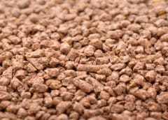 Thumbnail for Continued global grain market rally likely to reduce EU 2022 compound animal feed production