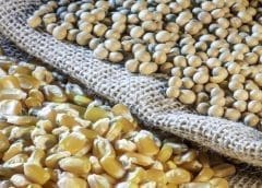 Thumbnail for European Commission authorizes import of two genetically modified crops for use in food and animal feed