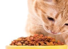 Thumbnail for US pet food poised for expansion in China following import regulation updates and growing demand
