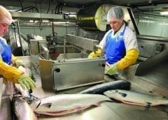 Thumbnail for Thistle Seafoods to buttress UK’s fish and seafood market with acquisition of Dawnfres Seafoods’ assets