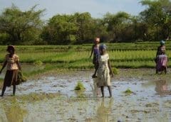 Thumbnail for Guinea, Burkina Faso receive US$24m support from IFC under new partnership with Vista Bank