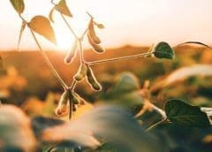 Thumbnail for ADM, Bayer partner on sustainable soybean management program in India
