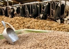 Thumbnail for Feed rationing could result in low-value milk, Rabobank cautions dairy farmers