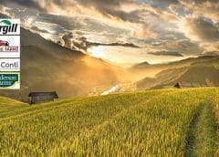 Thumbnail for Cargill, Continental Grain finalize US$4.5b Sanderson Farms acquisition