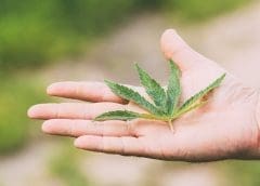 Thumbnail for Research finds cannabis a viable antibiotic alternative for poultry