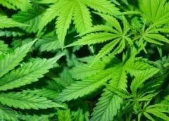 Thumbnail for National Hemp Association and Hemp Feed Coalition partner to advance hemp as animal feed